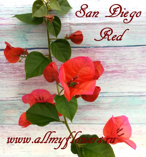 San Diego Red (1)